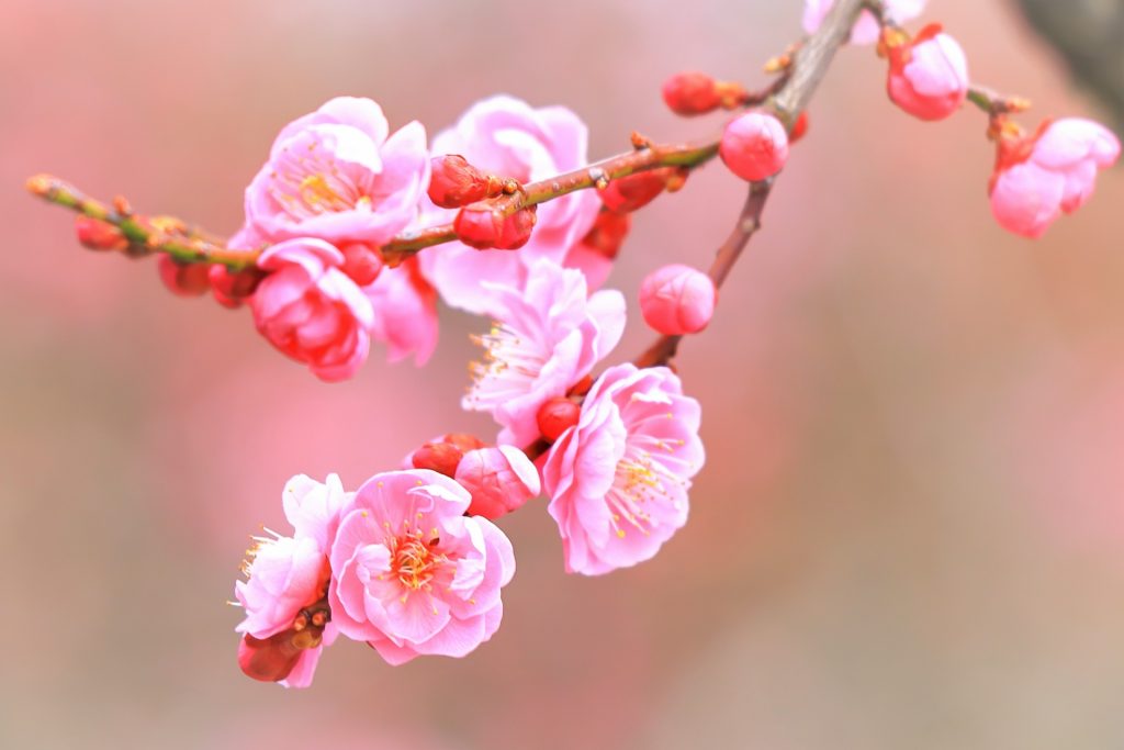 梅の収穫時期・旬について】梅干しの作り方から花の開花まで徹底解説！│ご当地風土